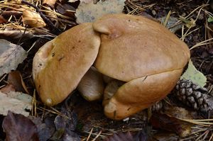 Klikni pro velký obrázek