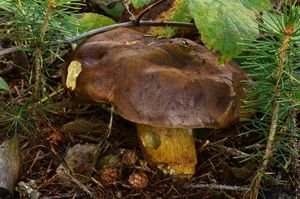 Klikni pro velký obrázek