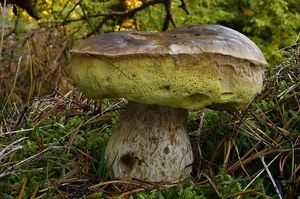 Klikni pro velký obrázek