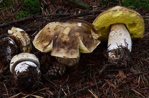 Klikni pro velký obrázek