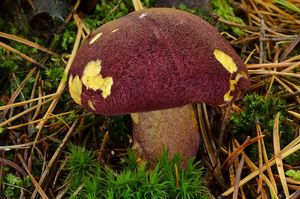 Klikni pro velký obrázek