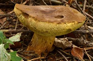 Klikni pro velký obrázek