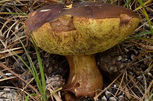 Klikni pro velký obrázek