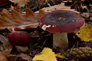 Klikni pro velký obrázek