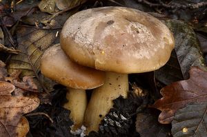 Klikni pro velký obrázek