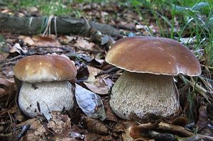 Hřib smrkový - Boletus edulis Bull. 1782