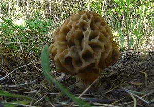 Klikni pro velký obrázek