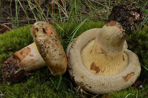 Klikni pro velký obrázek