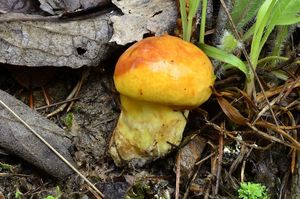 Klikni pro velký obrázek