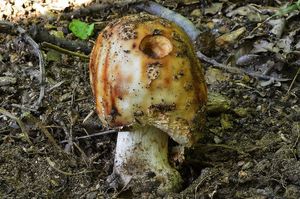 Klikni pro velký obrázek