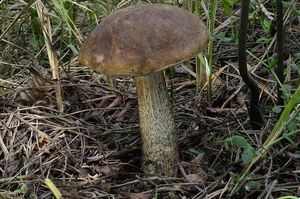 Klikni pro velký obrázek