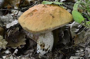 Klikni pro velký obrázek