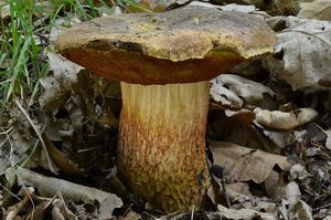 Klikni pro velký obrázek