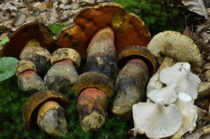 Klikni pro velký obrázek