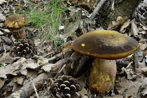 Klikni pro velký obrázek