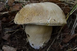 Klikni pro velký obrázek