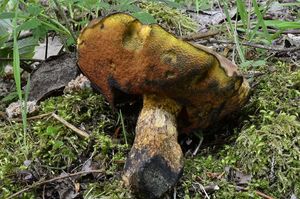 Klikni pro velký obrázek