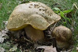 Klikni pro velký obrázek