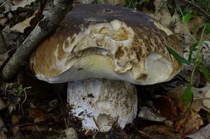 Klikni pro velký obrázek