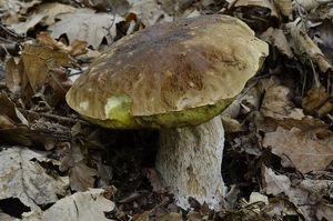 Klikni pro velký obrázek