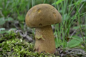 Klikni pro velký obrázek