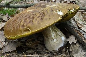 Klikni pro velký obrázek