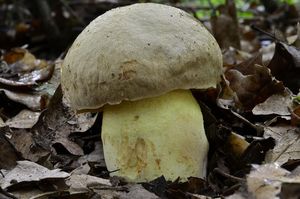 Klikni pro velký obrázek