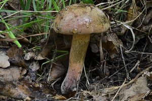 Klikni pro velký obrázek