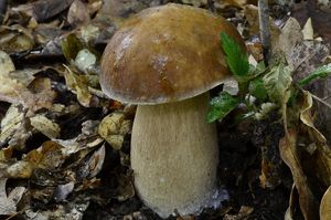 Klikni pro velký obrázek