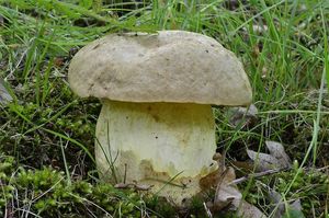 Klikni pro velký obrázek