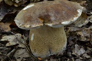 Klikni pro velký obrázek