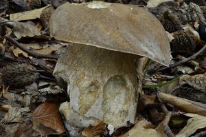 Klikni pro velký obrázek