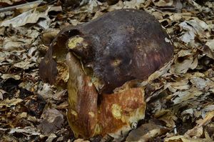 Klikni pro velký obrázek