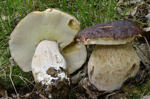 Klikni pro velký obrázek