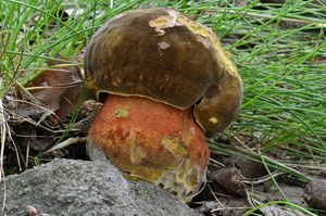 Klikni pro velký obrázek