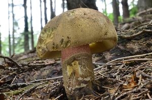 Klikni pro velký obrázek