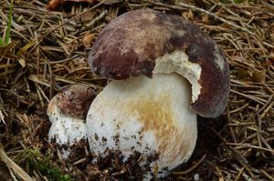 Klikni pro velký obrázek