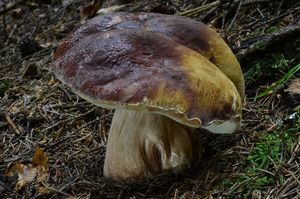 Klikni pro velký obrázek