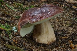 Klikni pro velký obrázek