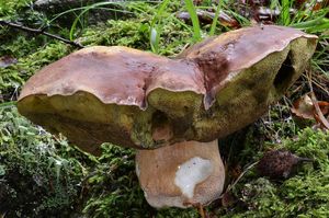 Klikni pro velký obrázek