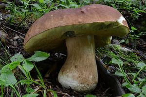 Klikni pro velký obrázek