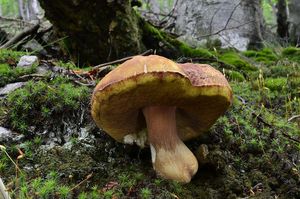 Klikni pro velký obrázek