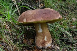 Klikni pro velký obrázek