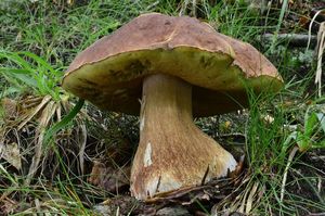 Klikni pro velký obrázek