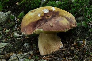 Klikni pro velký obrázek