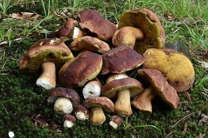 Klikni pro velký obrázek