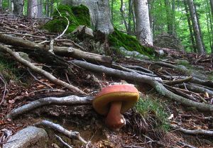 Klikni pro velký obrázek