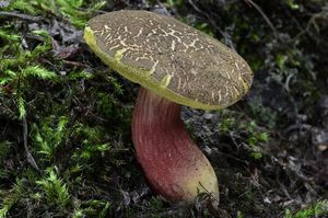 Klikni pro velký obrázek