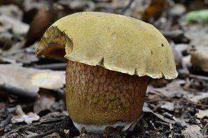 Klikni pro velký obrázek