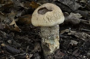 Klikni pro velký obrázek